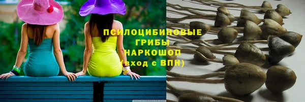 PSILOCYBIN Сосновый Бор